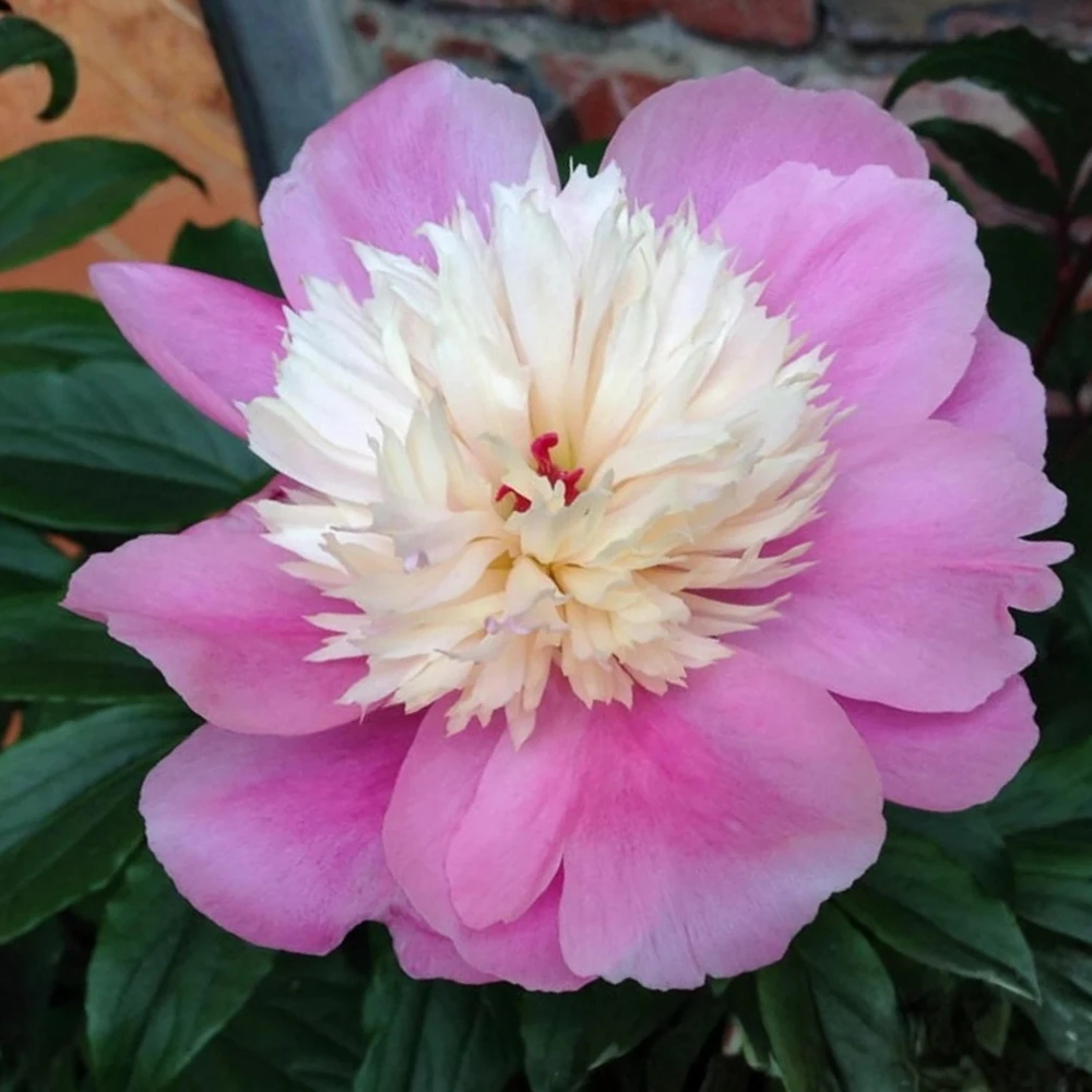 Lady Liberty Peony Seeds - 10 Count Pack - Perennial Flower Seeds - Open-Pollinated - Image 9