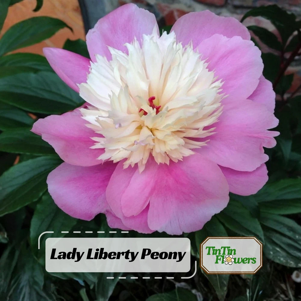 Lady Liberty Peony Seeds - 10 Count Pack - Perennial Flower Seeds - Open-Pollinated - Image 1