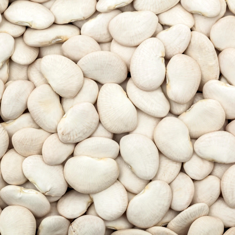 Large Lima Beans Seeds - Heirloom Vegetable Seeds - High Yield - 15 Seeds - Image 16