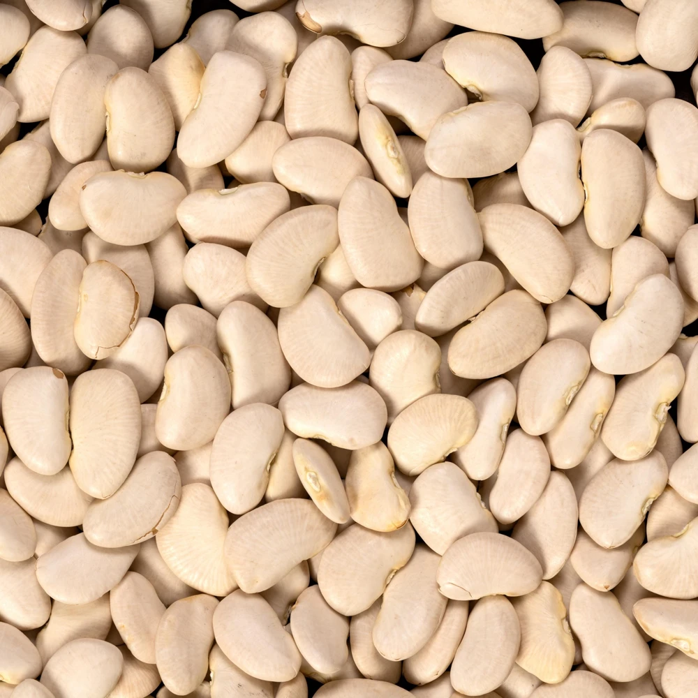 Large Lima Beans Seeds - Heirloom Vegetable Seeds - High Yield - 15 Seeds - Image 17
