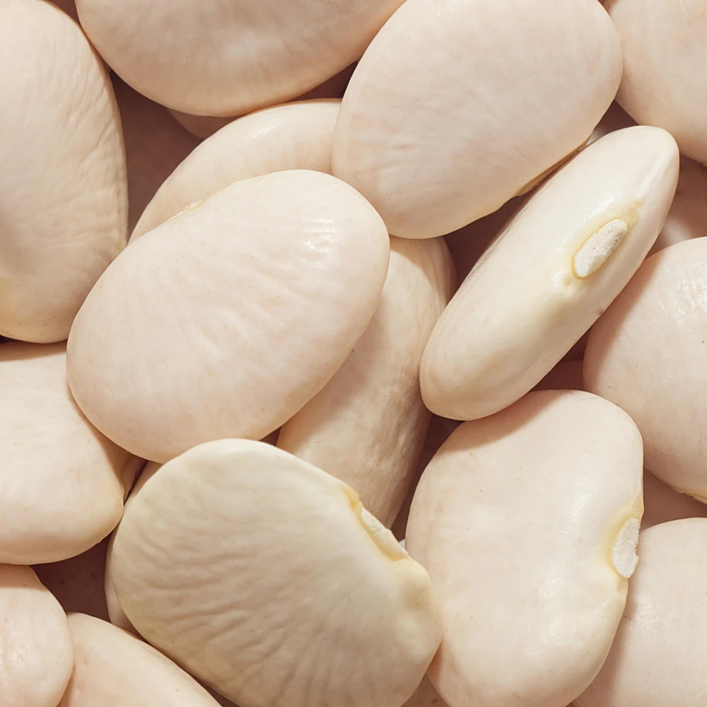 Large Lima Beans Seeds - Heirloom Vegetable Seeds - High Yield - 15 Seeds - Image 2