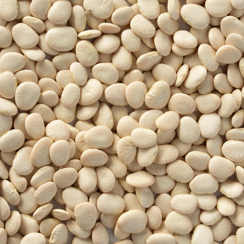 Large Lima Beans Seeds - Heirloom Vegetable Seeds - High Yield - 15 Seeds - Image 5