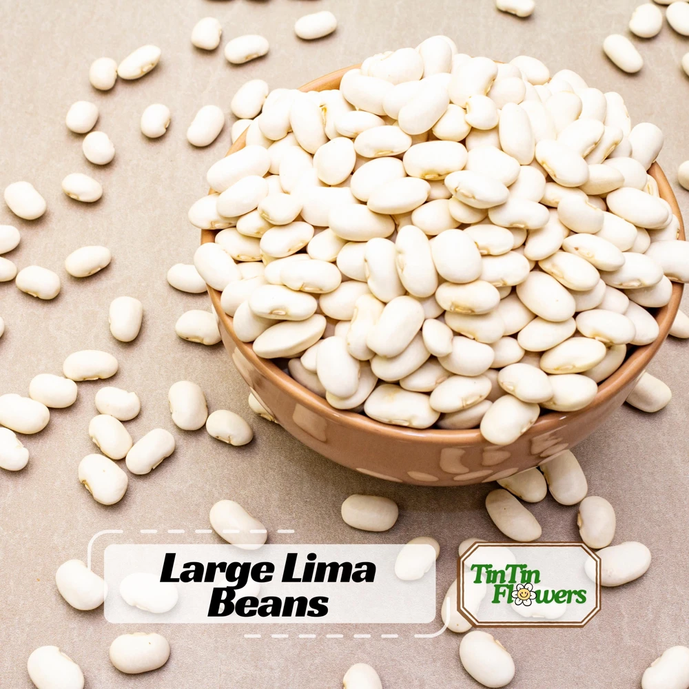 Large Lima Beans Seeds - Heirloom Vegetable Seeds - High Yield - 15 Seeds - Image 1
