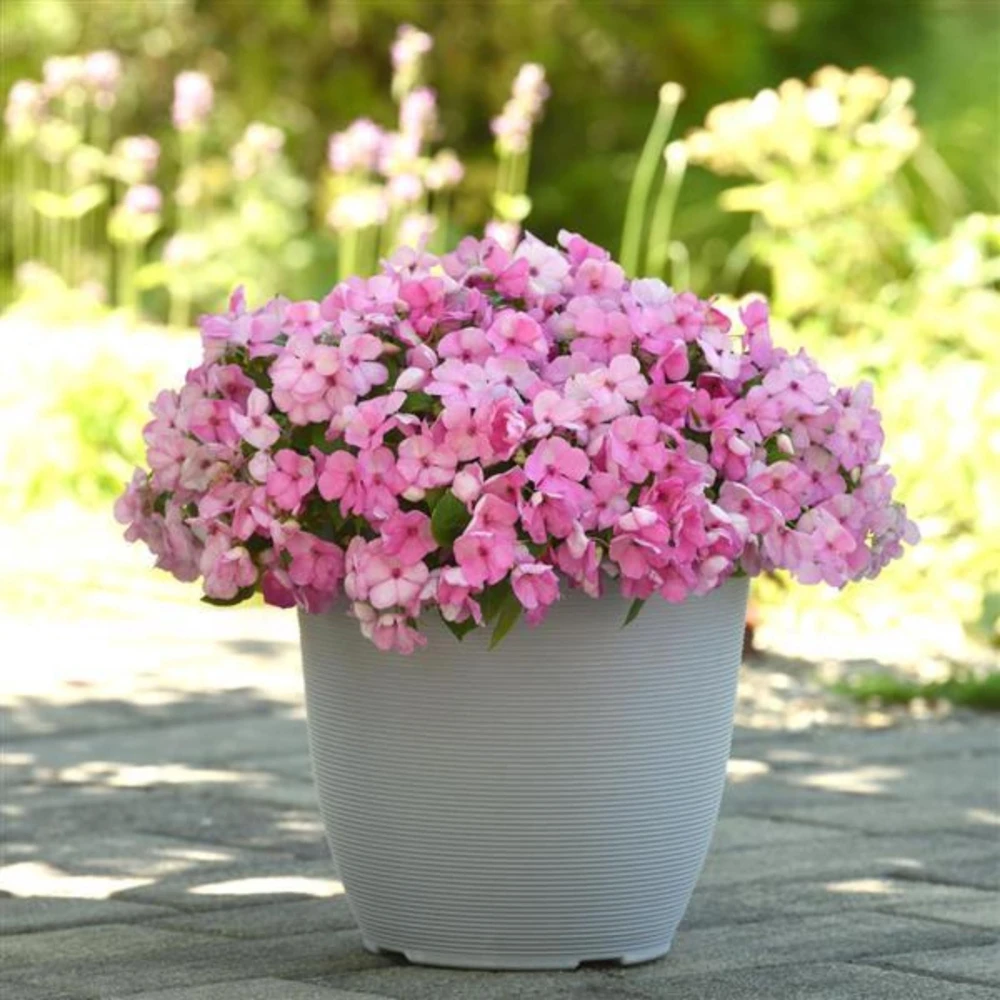 Light Pink Impatiens Seeds - 20 Seeds - Shade Garden Annual Flower - Image 10