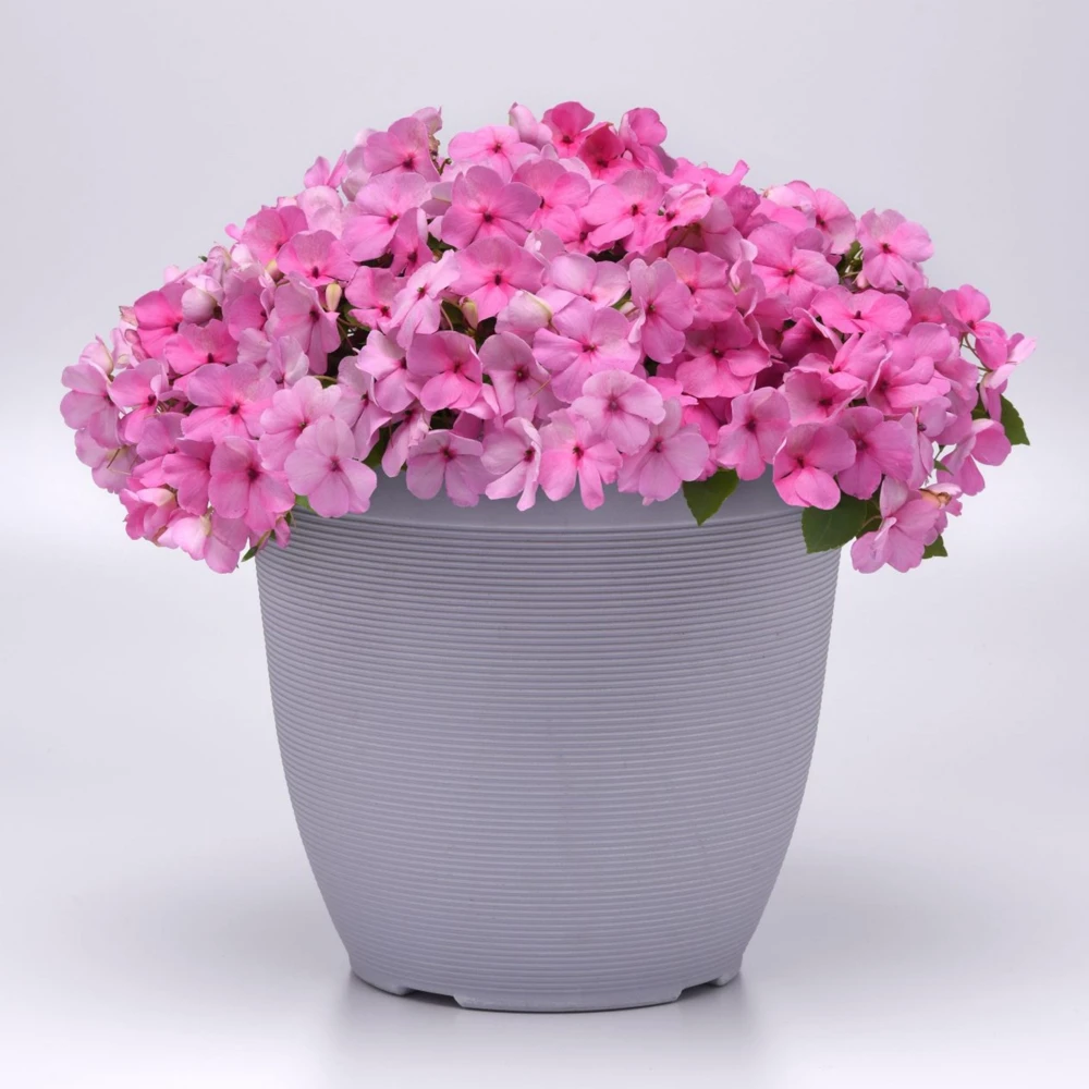 Light Pink Impatiens Seeds - 20 Seeds - Shade Garden Annual Flower - Image 11