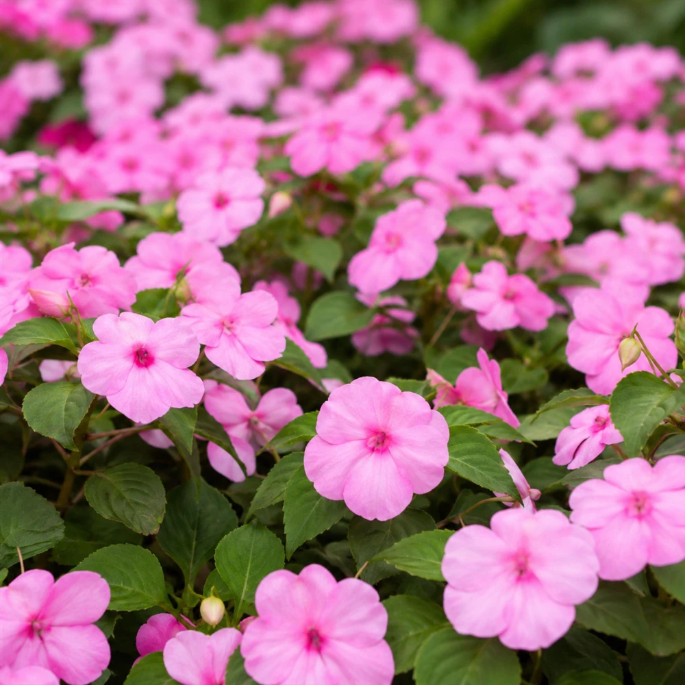 Light Pink Impatiens Seeds - 20 Seeds - Shade Garden Annual Flower - Image 4
