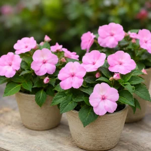 Light Pink Impatiens Seeds - 20 Seeds - Shade Garden Annual Flower - Image 6