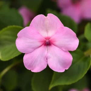 Light Pink Impatiens Seeds - 20 Seeds - Shade Garden Annual Flower - Image 7