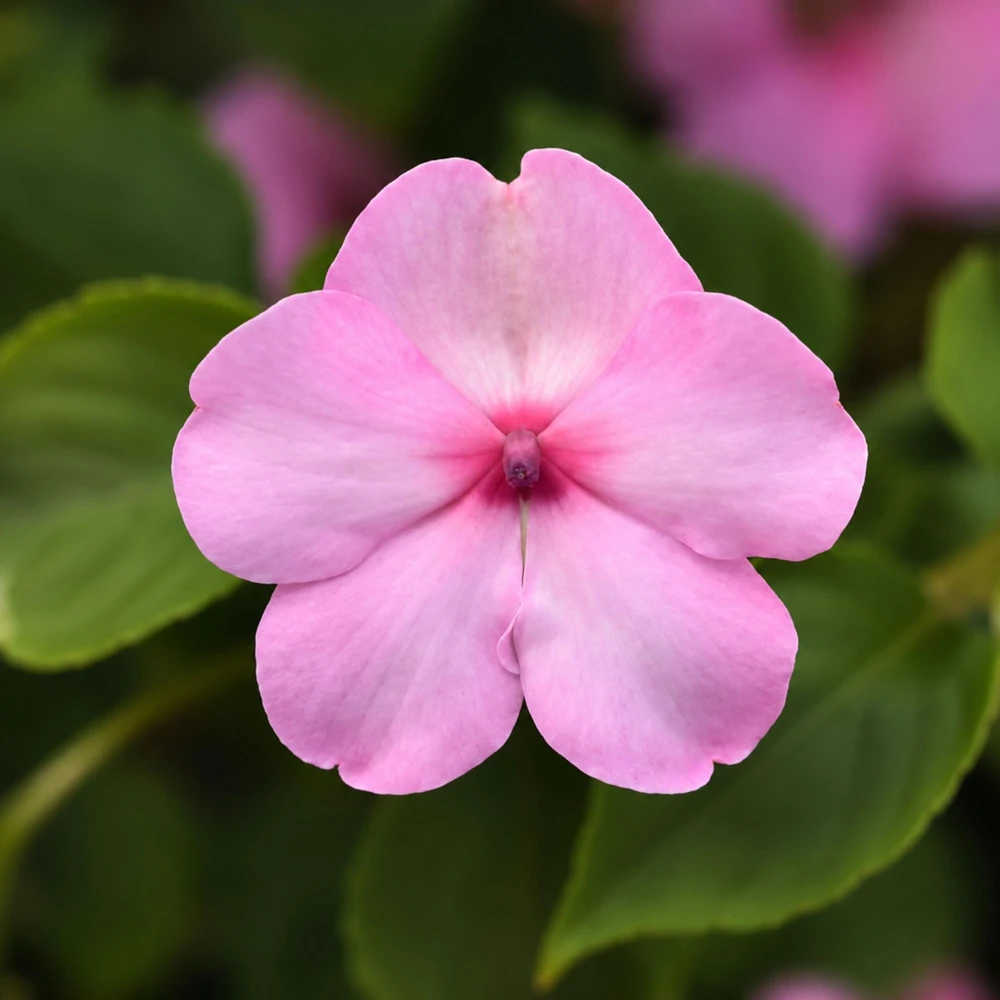 Light Pink Impatiens Seeds - 20 Seeds - Shade Garden Annual Flower - Image 7
