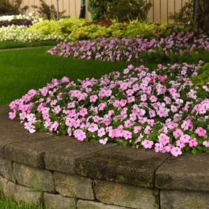 Light Pink Impatiens Seeds - 20 Seeds - Shade Garden Annual Flower - Image 9