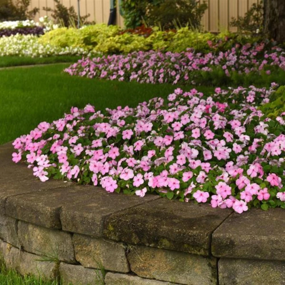 Light Pink Impatiens Seeds - 20 Seeds - Shade Garden Annual Flower - Image 9