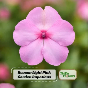 Light Pink Impatiens Seeds - 20 Seeds - Shade Garden Annual Flower - Image 1