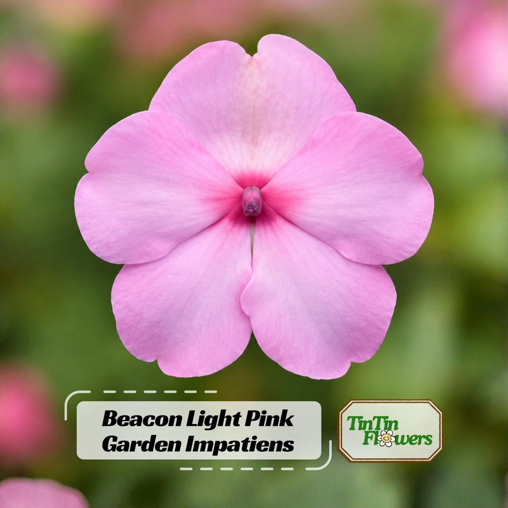 Light Pink Impatiens Seeds - 20 Seeds - Shade Garden Annual Flower - Image 1