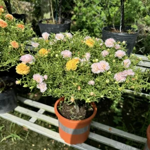 Light Pink Moss Rose Portulaca grandiflora Seeds - Heirloom Succulent - 30 Seeds - Image 12
