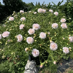 Light Pink Moss Rose Portulaca grandiflora Seeds - Heirloom Succulent - 30 Seeds - Image 13