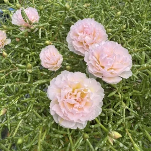 Light Pink Moss Rose Portulaca grandiflora Seeds - Heirloom Succulent - 30 Seeds - Image 14