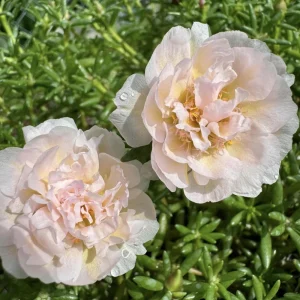 Light Pink Moss Rose Portulaca grandiflora Seeds - Heirloom Succulent - 30 Seeds - Image 15