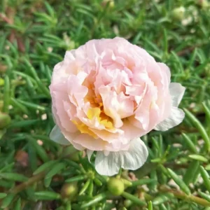 Light Pink Moss Rose Portulaca grandiflora Seeds - Heirloom Succulent - 30 Seeds - Image 16