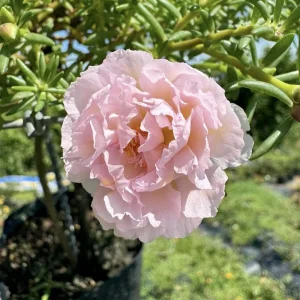 Light Pink Moss Rose Portulaca grandiflora Seeds - Heirloom Succulent - 30 Seeds - Image 17