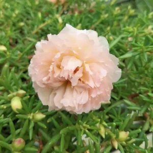 Light Pink Moss Rose Portulaca grandiflora Seeds - Heirloom Succulent - 30 Seeds - Image 18