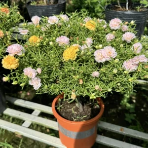 Light Pink Moss Rose Portulaca grandiflora Seeds - Heirloom Succulent - 30 Seeds - Image 2