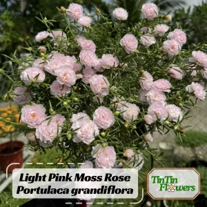 Light Pink Moss Rose Portulaca grandiflora Seeds - Heirloom Succulent - 30 Seeds - Image 1
