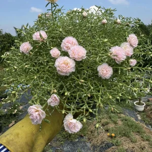 Light Pink Moss Rose Portulaca grandiflora Seeds - Heirloom Succulent - 30 Seeds - Image 3