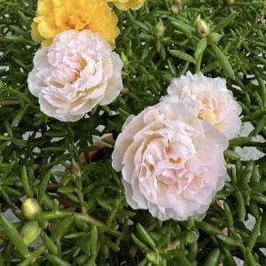 Light Pink Moss Rose Portulaca grandiflora Seeds - Heirloom Succulent - 30 Seeds - Image 4