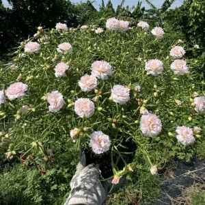Light Pink Moss Rose Portulaca grandiflora Seeds - Heirloom Succulent - 30 Seeds - Image 6