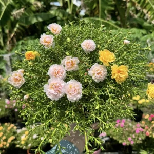 Light Pink Moss Rose Portulaca grandiflora Seeds - Heirloom Succulent - 30 Seeds - Image 7