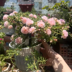 Light Pink Moss Rose Portulaca grandiflora Seeds - Heirloom Succulent - 30 Seeds - Image 8