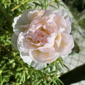 Light Pink Moss Rose Portulaca grandiflora Seeds - Heirloom Succulent - 30 Seeds - Image 9