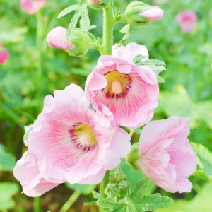 Light Pink Single Hollyhock Seeds - Alcea rosea, 20 Seeds, Tall Perennial Blooms, Pollinator-Friendly - Image 10