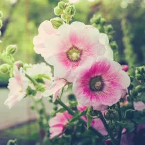 Light Pink Single Hollyhock Seeds - Alcea rosea, 20 Seeds, Tall Perennial Blooms, Pollinator-Friendly - Image 11