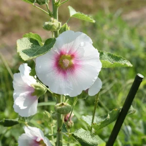 Light Pink Single Hollyhock Seeds - Alcea rosea, 20 Seeds, Tall Perennial Blooms, Pollinator-Friendly - Image 12