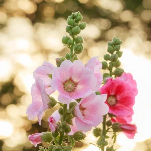 Light Pink Single Hollyhock Seeds - Alcea rosea, 20 Seeds, Tall Perennial Blooms, Pollinator-Friendly - Image 13