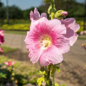 Light Pink Single Hollyhock Seeds - Alcea rosea, 20 Seeds, Tall Perennial Blooms, Pollinator-Friendly - Image 14
