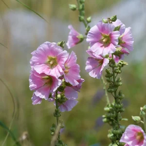 Light Pink Single Hollyhock Seeds - Alcea rosea, 20 Seeds, Tall Perennial Blooms, Pollinator-Friendly - Image 15