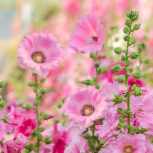 Light Pink Single Hollyhock Seeds - Alcea rosea, 20 Seeds, Tall Perennial Blooms, Pollinator-Friendly - Image 16