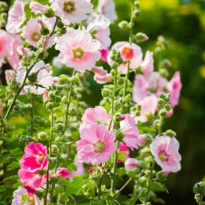 Light Pink Single Hollyhock Seeds - Alcea rosea, 20 Seeds, Tall Perennial Blooms, Pollinator-Friendly - Image 17
