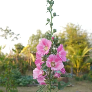 Light Pink Single Hollyhock Seeds - Alcea rosea, 20 Seeds, Tall Perennial Blooms, Pollinator-Friendly - Image 18