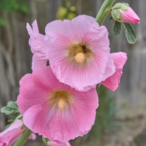 Light Pink Single Hollyhock Seeds - Alcea rosea, 20 Seeds, Tall Perennial Blooms, Pollinator-Friendly - Image 19