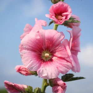 Light Pink Single Hollyhock Seeds - Alcea rosea, 20 Seeds, Tall Perennial Blooms, Pollinator-Friendly - Image 2