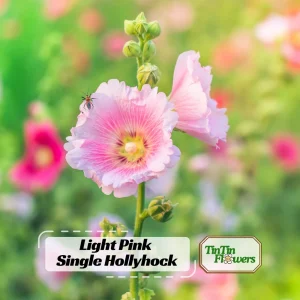 Light Pink Single Hollyhock Seeds - Alcea rosea, 20 Seeds, Tall Perennial Blooms, Pollinator-Friendly - Image 1