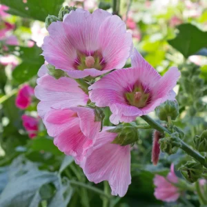 Light Pink Single Hollyhock Seeds - Alcea rosea, 20 Seeds, Tall Perennial Blooms, Pollinator-Friendly - Image 3