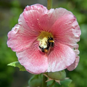 Light Pink Single Hollyhock Seeds - Alcea rosea, 20 Seeds, Tall Perennial Blooms, Pollinator-Friendly - Image 4