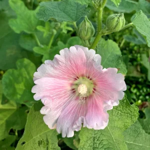 Light Pink Single Hollyhock Seeds - Alcea rosea, 20 Seeds, Tall Perennial Blooms, Pollinator-Friendly - Image 5