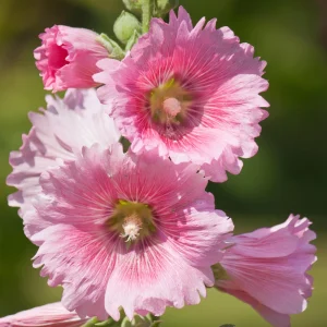 Light Pink Single Hollyhock Seeds - Alcea rosea, 20 Seeds, Tall Perennial Blooms, Pollinator-Friendly - Image 6