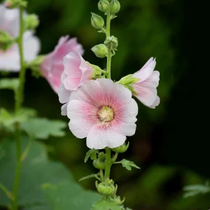 Light Pink Single Hollyhock Seeds - Alcea rosea, 20 Seeds, Tall Perennial Blooms, Pollinator-Friendly - Image 7