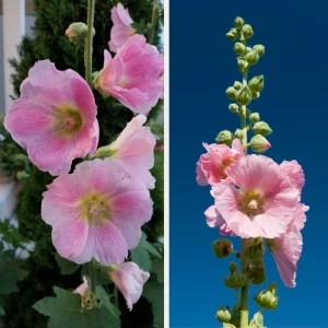 Light Pink Single Hollyhock Seeds - Alcea rosea, 20 Seeds, Tall Perennial Blooms, Pollinator-Friendly - Image 8